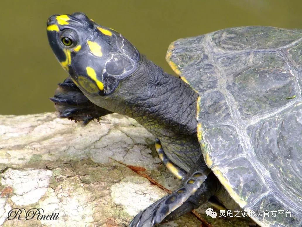 世界水龟图录资料大全最值得收藏的乌龟饲养手册