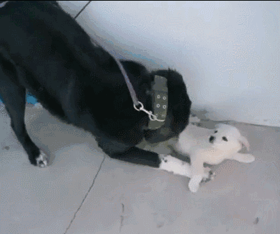 狗宝宝太皮,妈妈气得把它直逼墙角一通训斥,可下一秒小狗却做出.