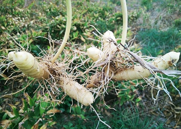 图为生长一年呈三岔态的玉竹根茎条.