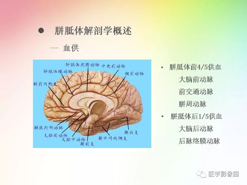 胼胝体病变影像学表现 | 影像天地