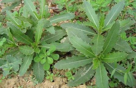 这种野菜,叶子长满小刺,用途特别大,可惜很多人都不