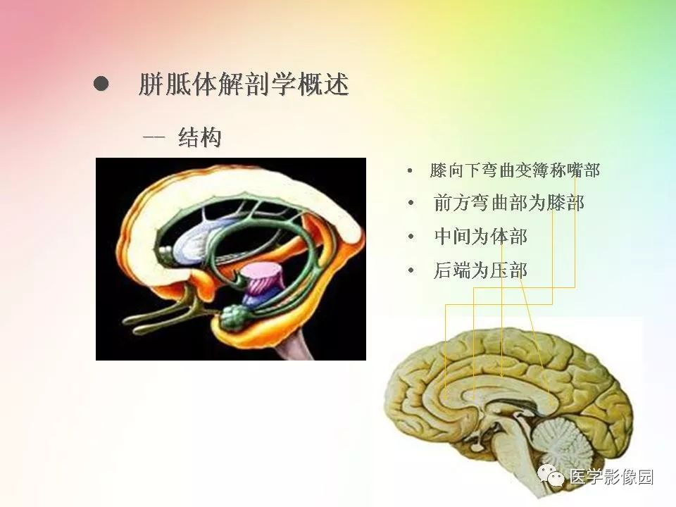 胼胝体病变影像学表现 | 影像天地