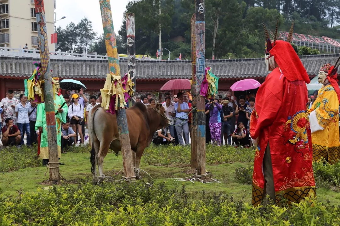 环江举行分龙节纳牛仪式祈福