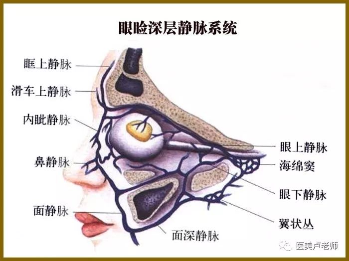 眼睑部位的动脉分布