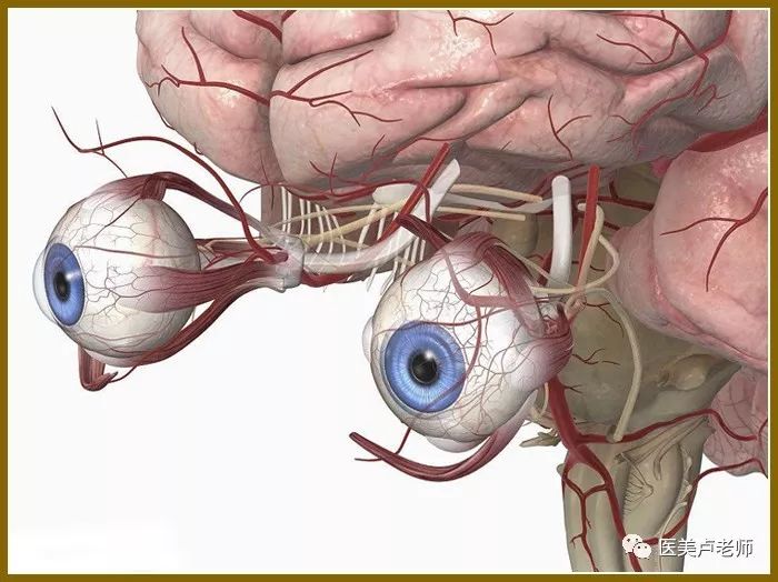 眼睑部位的动脉分布_视神经