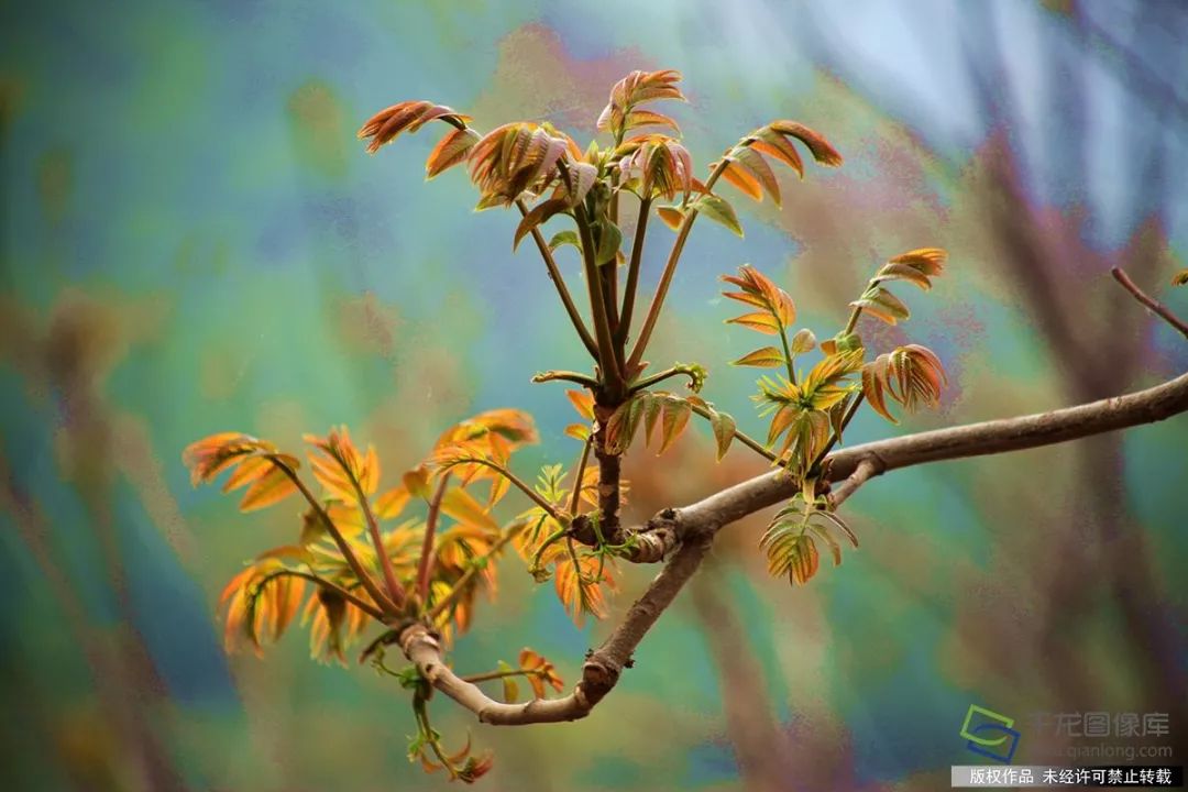 成熟的香椿芽(2018年4月19日摄 图片来源:tuku.qianlong.com)