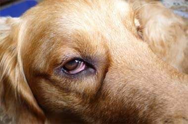 狗狗角膜炎治疗