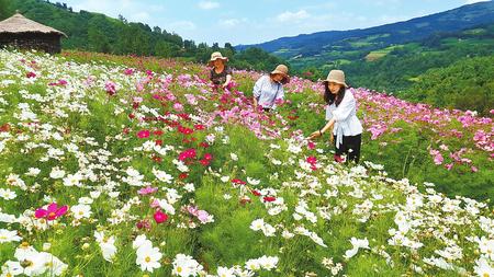 和政县罗家集三岔沟村秀丽风光吸引了省内外游客