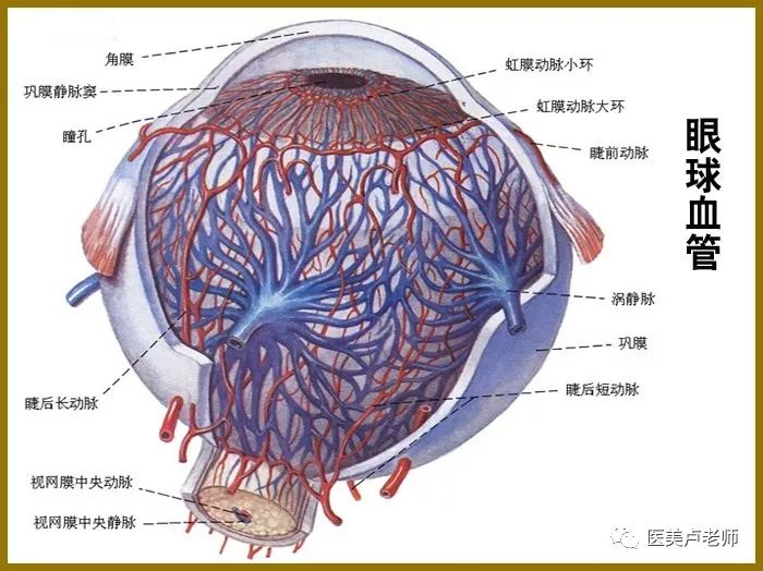 眼睑部位的动脉分布