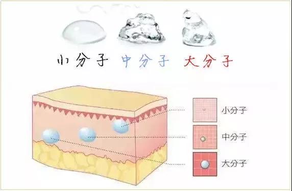 玻尿酸的分子不同也会影响其吸收的快慢