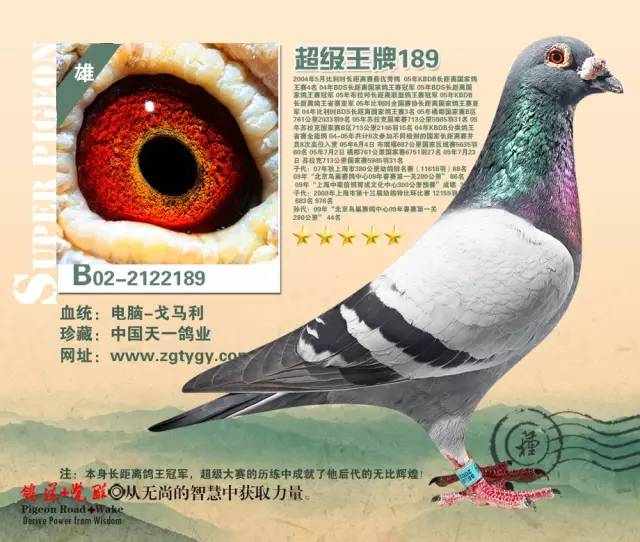 【图集】中国天一鸽业39羽基础种鸽