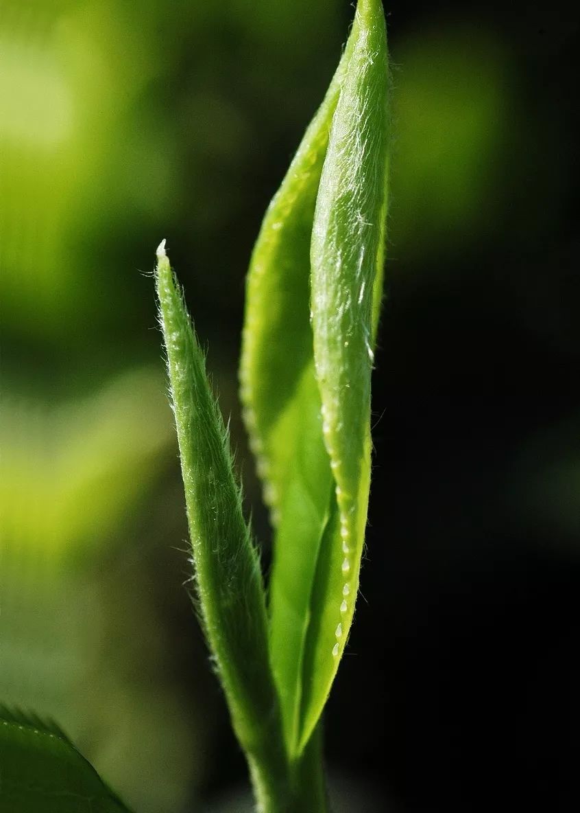 国家级茶树良种——福鼎大毫茶