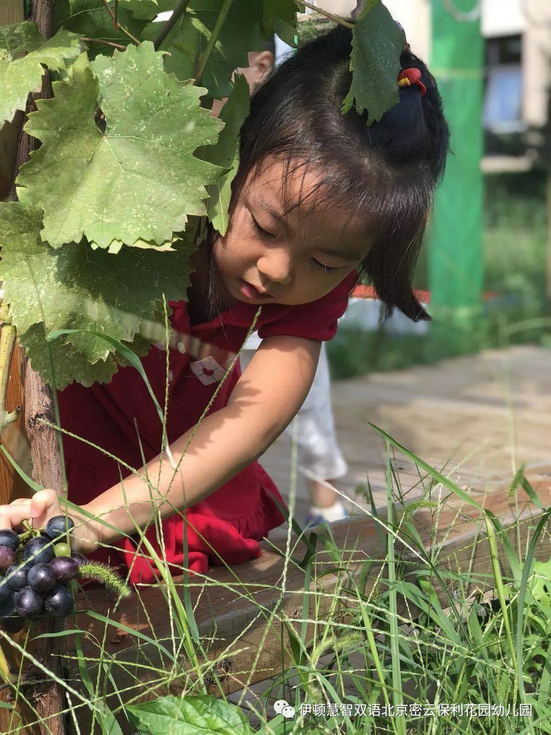 幼儿园里的葡萄成熟啦伊顿教学