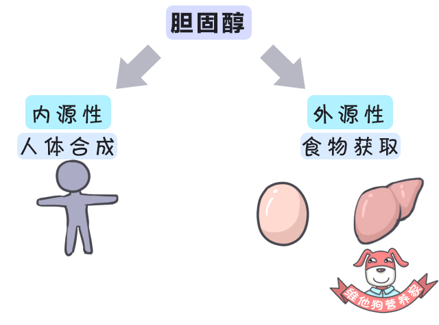 正常摄入胆固醇,不会导致血脂升高 人体内的胆固醇主要有两个来源