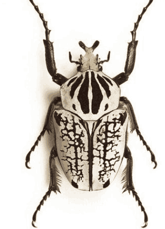 世界上体积最大的甲虫,成年后不再进食,只做一件事