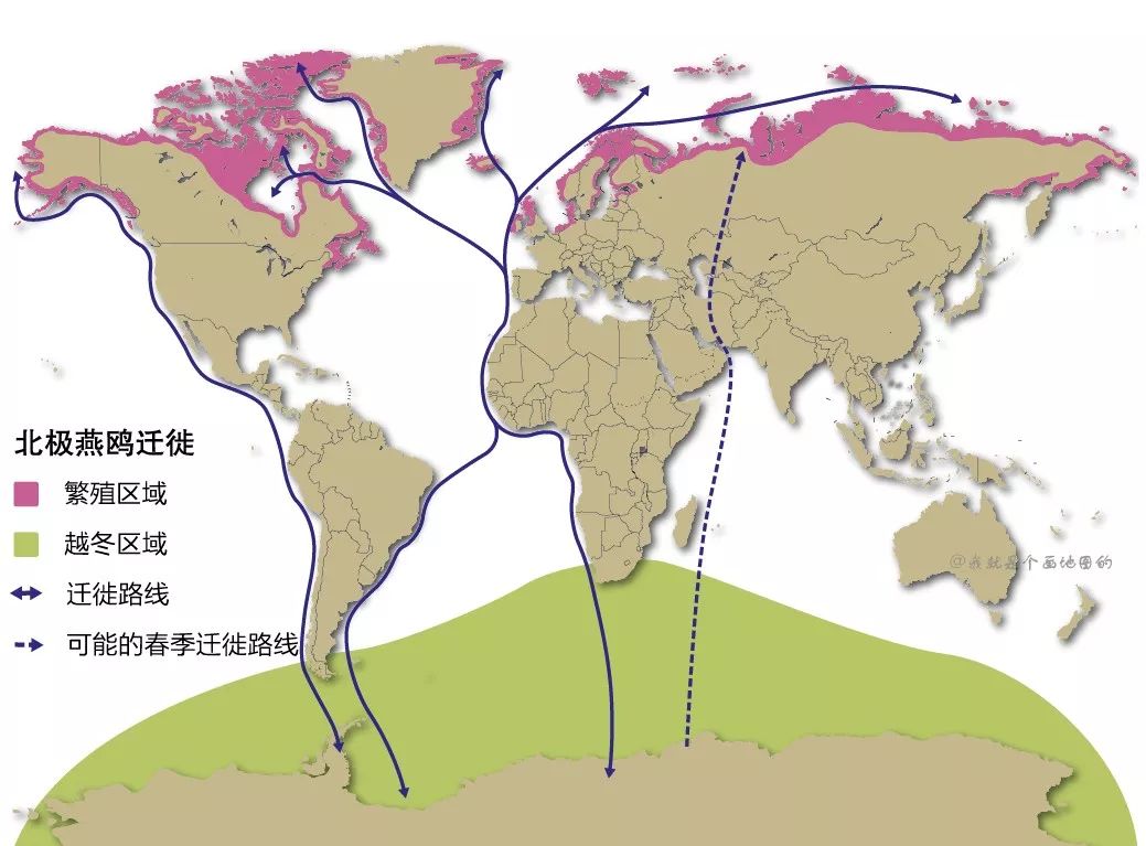 北极燕鸥的迁徙路线出于对太阳的热爱,北极燕鸥竭尽全力迁徙更远的