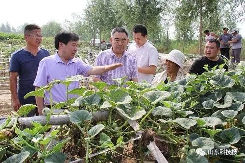 山东农业大学史庆华教授在种植基地现场指导青岛农业大学张立宁教授在