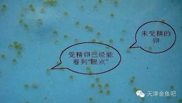 【连续剧】金鱼的繁殖(二)鱼苗的孵化_小鱼