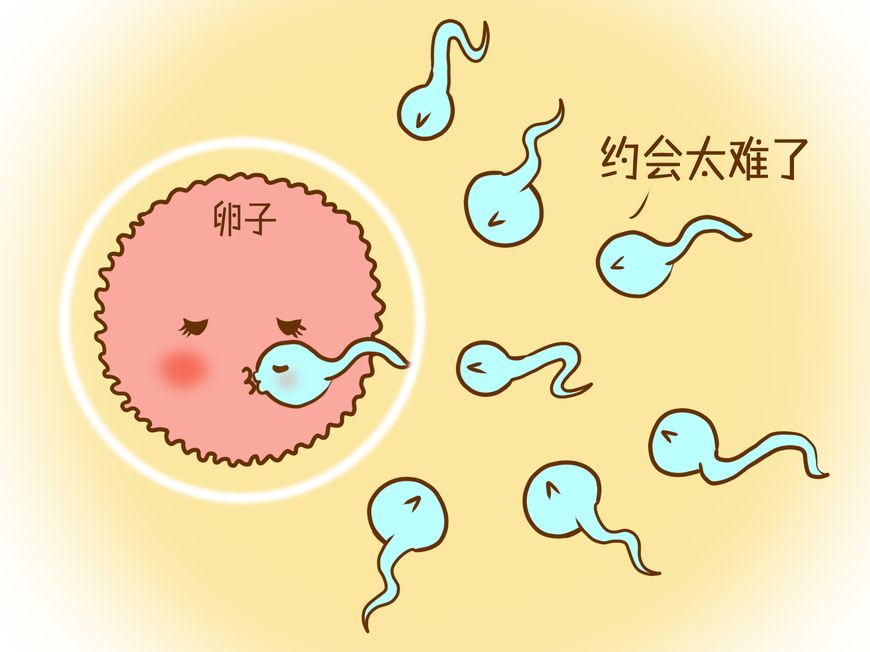 精子想要遇见卵子一般需要经过这五道关卡太不容易了