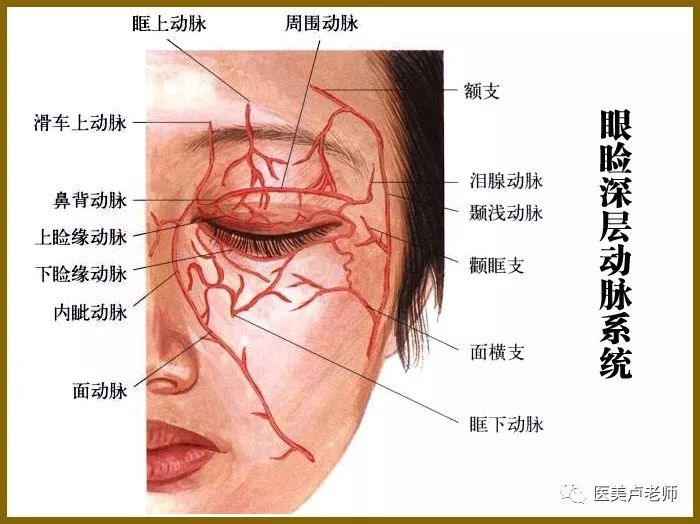 眼睑部位的动脉分布