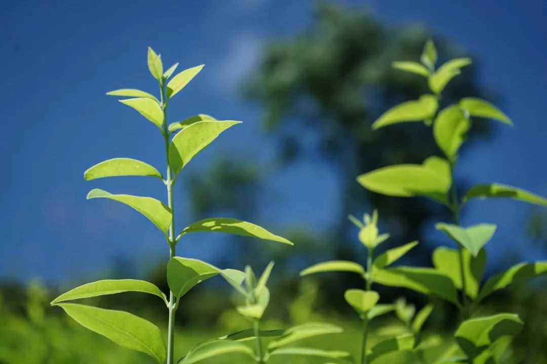 翠绿的食凉茶叶在返程途中,为了了解畲族文化的其它精彩方面,队员们