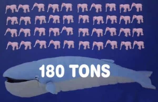 蓝鲸到底有多大？看完这些数字和这些对比，你还淡定吗？