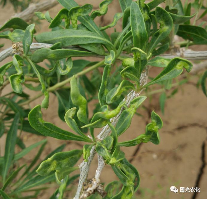 瘿螨主要危害枸杞叶片,嫩梢,花蕾和幼果,被害部位形成黄绿色圆形隆起