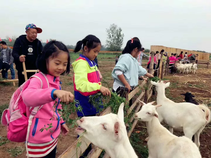 小羊时代探爱研学牧场|欢乐友爱的羊羊世界