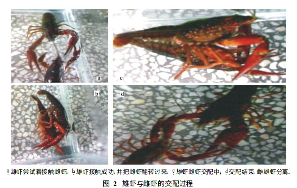 水产技术交配旺季一文详解小龙虾的繁殖情况