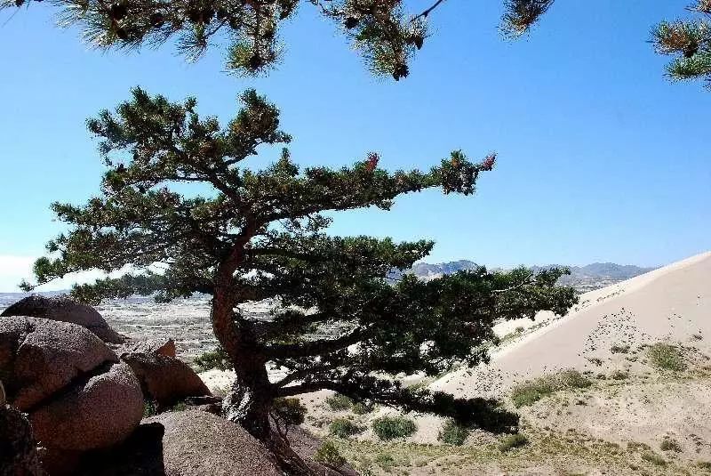 【阅读悦读丨摄影】内蒙古翁牛特旗松树山的夏天