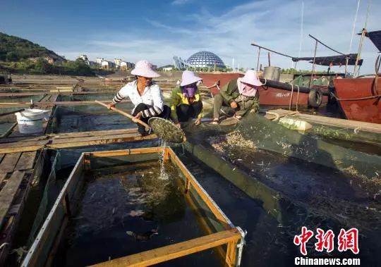 中国第一大淡水湖鄱阳湖迎来青虾捕捞季 渔民收获忙