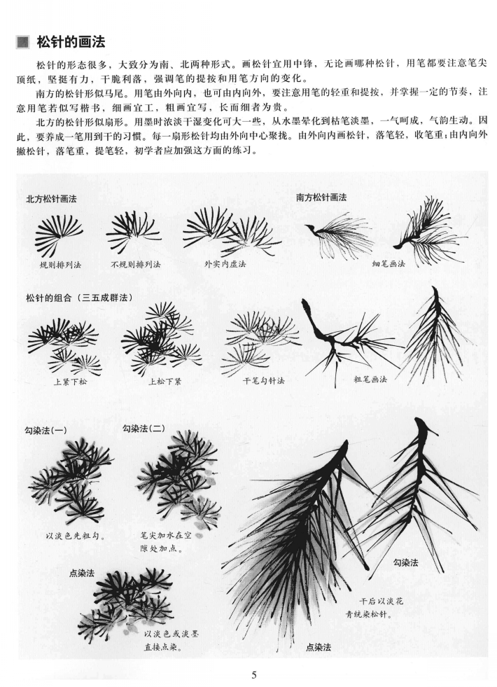 中国画技法基础教学:松树的画法详解,松树的结构与