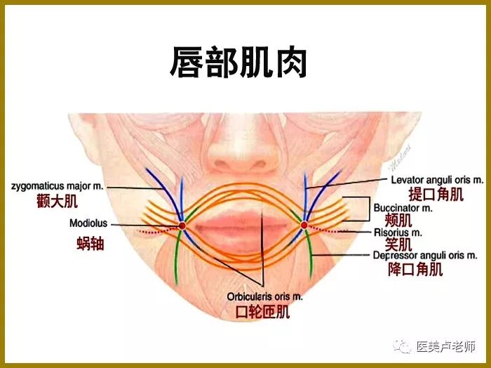 面部解剖的三个基本规律_韧带