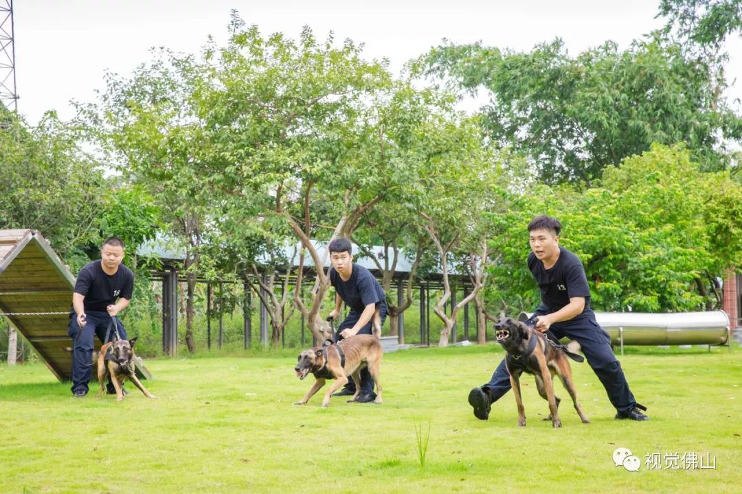 缤纷暑假 | 近距离约会警犬小英雄_训练基地