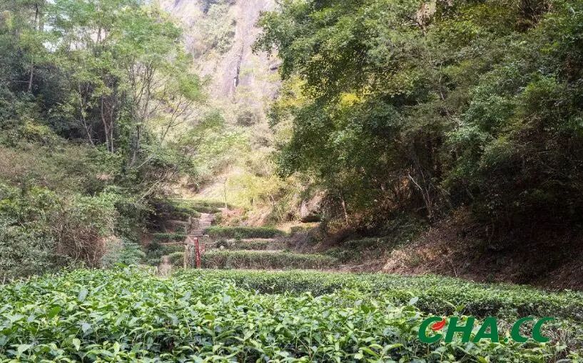 半天腰茶叶形状条索紧结丰富,光泽青褐,香气清醇馥郁,蜜香幽远绵长.