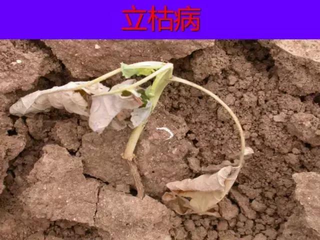 对照图片认识蔬菜病害,另有用药技术方案!看完再也不作难!