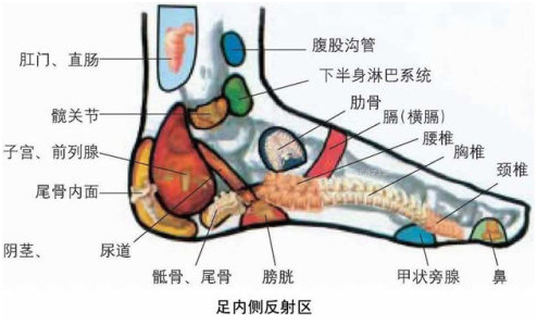 人体脚部穴位,反射示意图