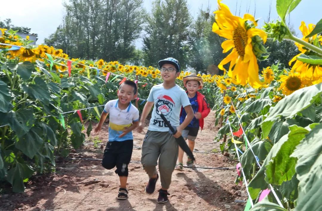 张掖甘州向日葵迷宫引游人