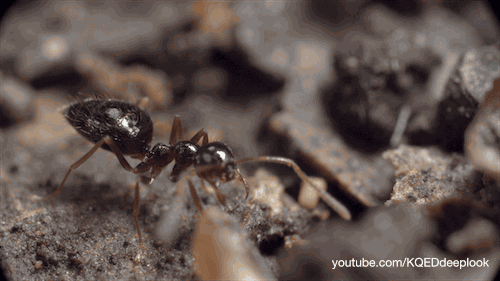 为什么蚂蚁团结起