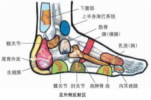 人体脚部穴位,反射示意图