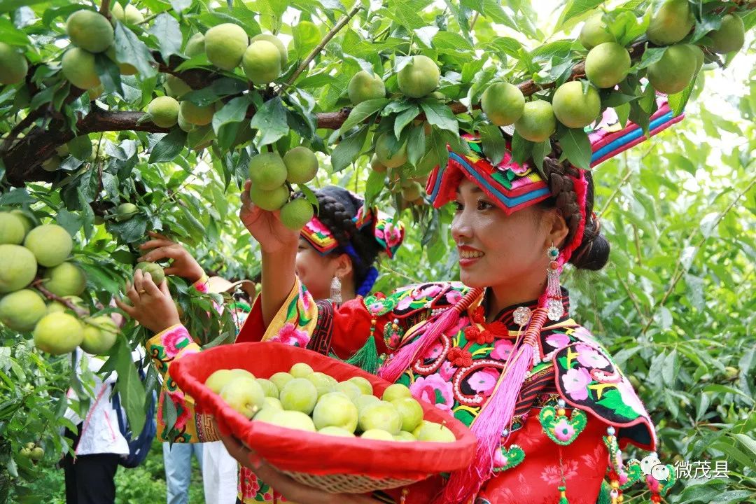 羌族姑娘现场采摘最新鲜的茂县李酸甜可口的茂县李据悉,本次活动将