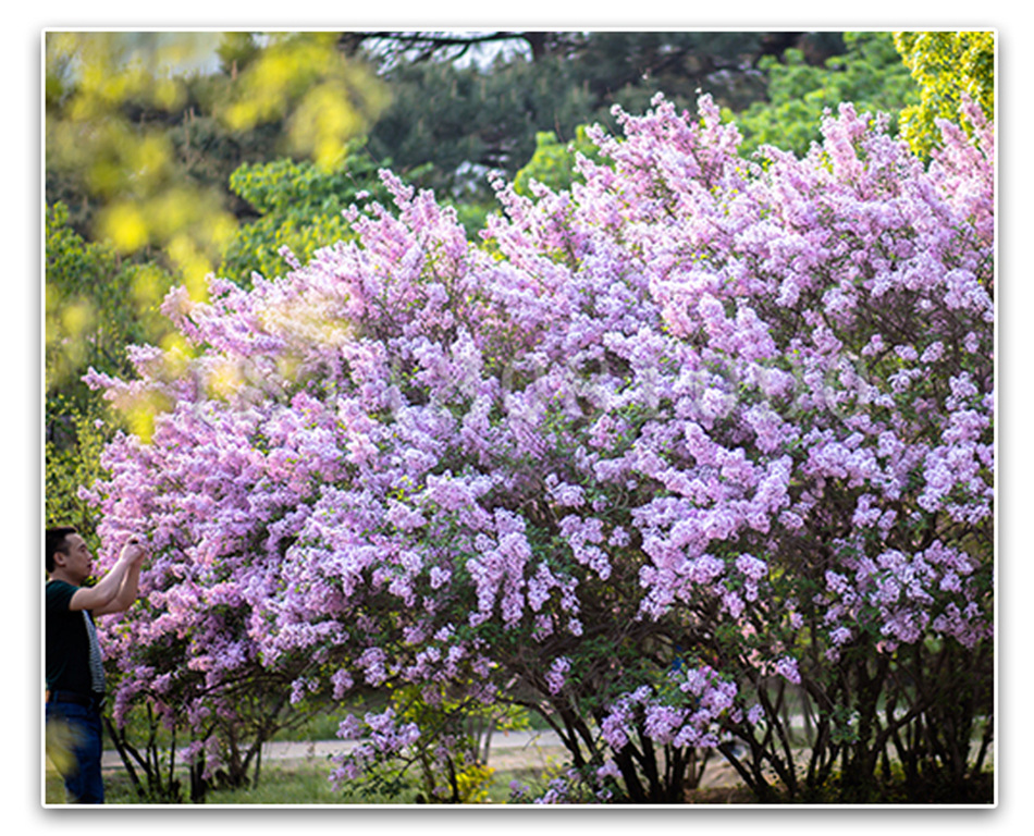 丁香花干