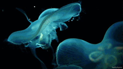 【兴趣科普】科学家拍到的深海生物,长得很有想象力!
