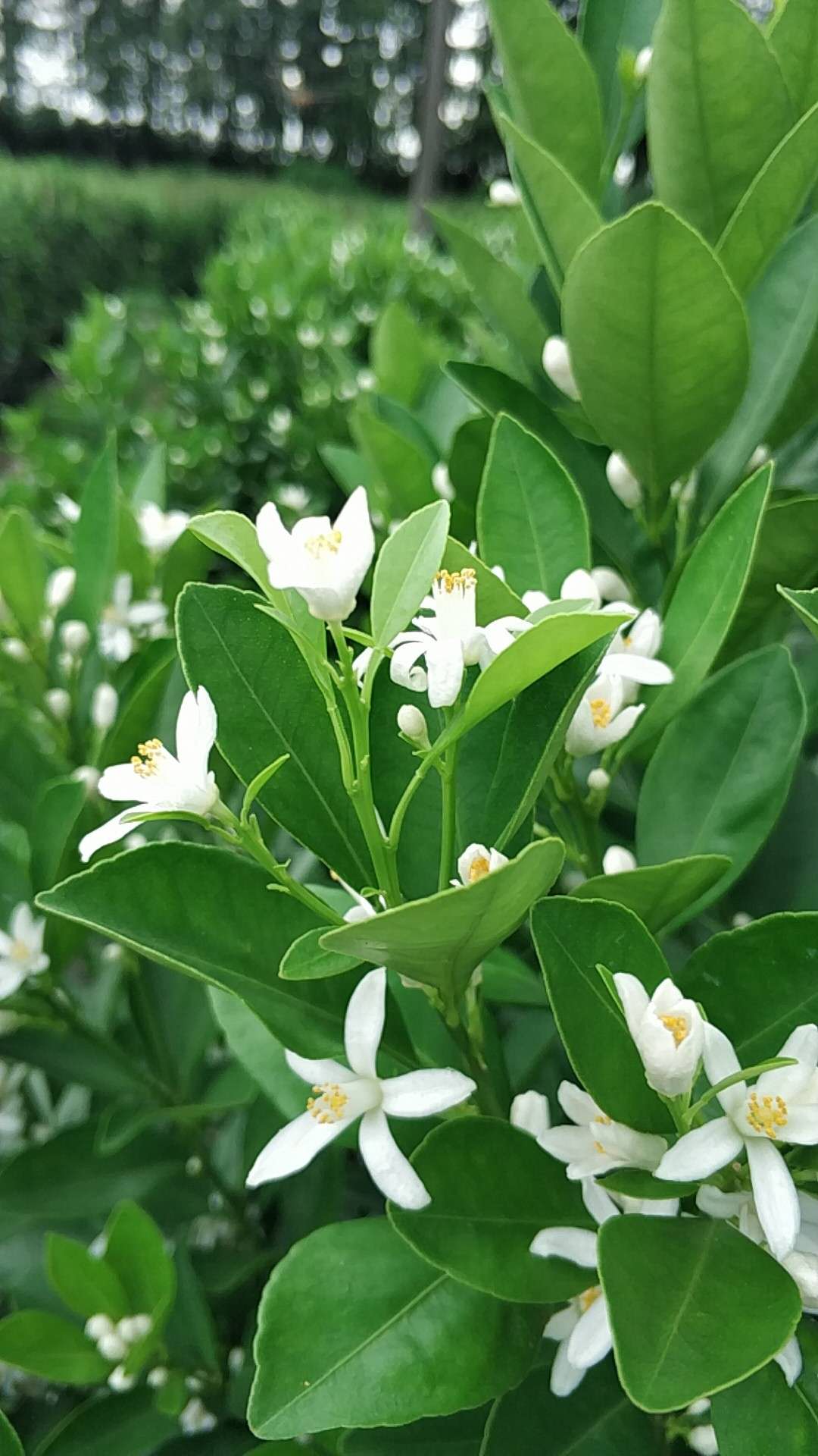 还说现在8月开花刚刚好!