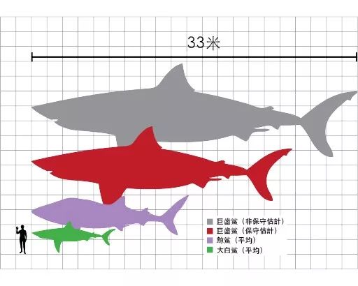 娱乐 正文  举行掠食者 最大的巨齿鲨体长可能超过20米,而要支撑如此