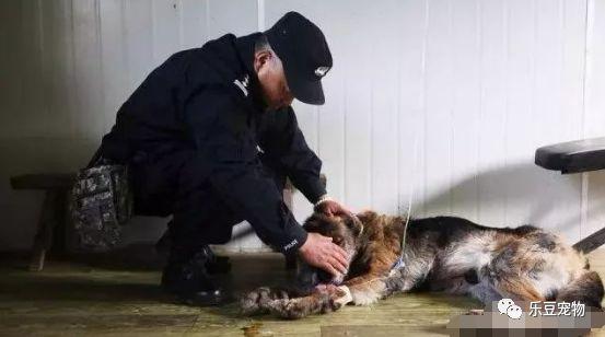 看见退役的警犬被铁链拴着脖子,吃着霉饭,老警察抹起了眼泪