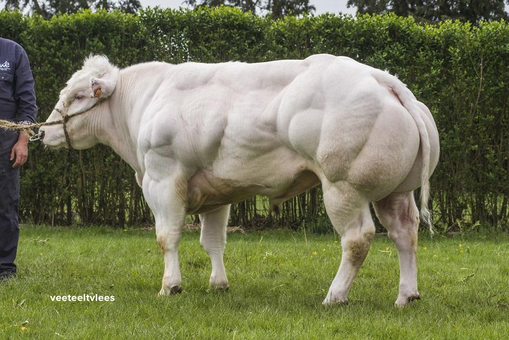 比利时蓝牛:动物界的健美冠!