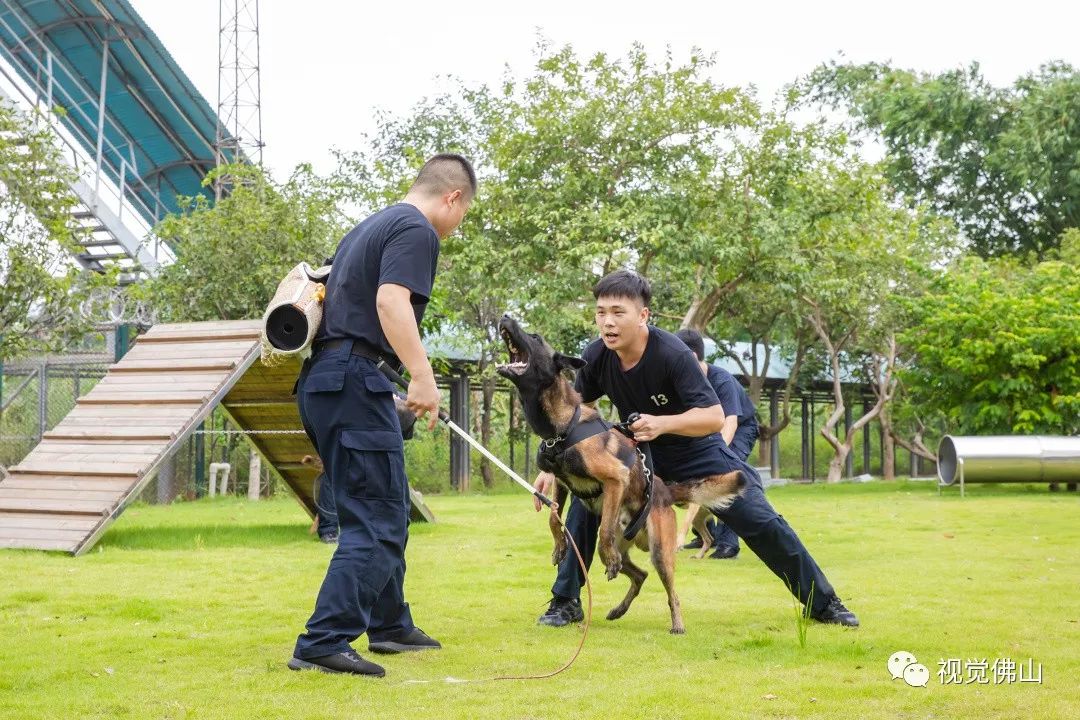 缤纷暑假 | 近距离约会警犬小英雄_训练基地