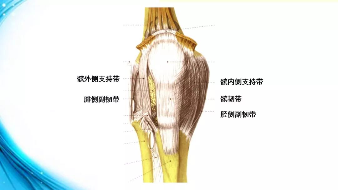 膝关节解剖(二)_韧带