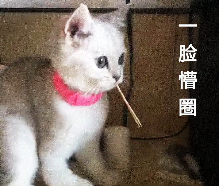 被牙签插嘴,猫咪一脸懵圈:完了,初吻给了一根棍儿